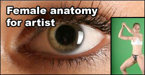 Female Anatomy for Artist